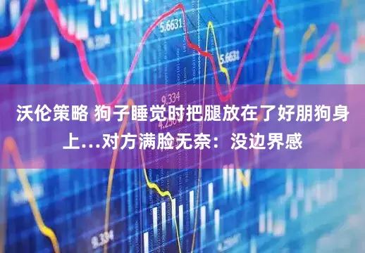 沃伦策略 狗子睡觉时把腿放在了好朋狗身上…对方满脸无奈：没边界感